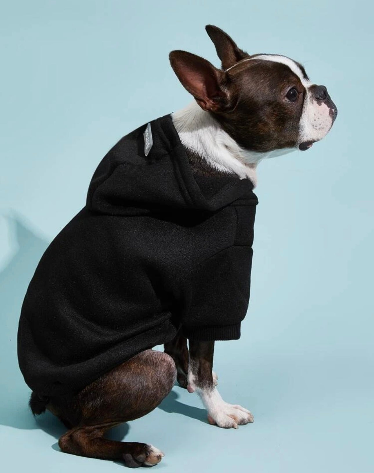 Pet Hoodie